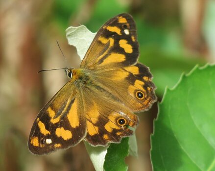 Common Brown.JPG