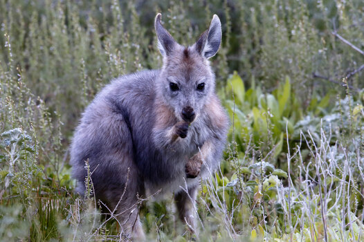 Macropus robustus robustus - 0204.jpg