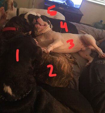 5 DOGS.jpg