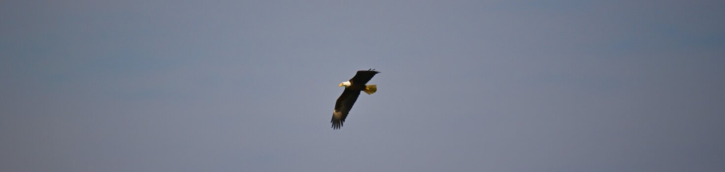 _DSC4273.jpeg _DSC4273.jpeg