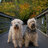 BeMoreDog