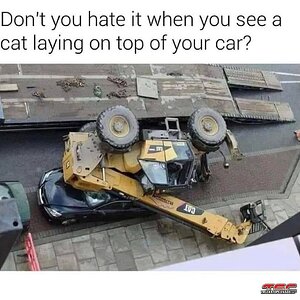 catoncar.jpg