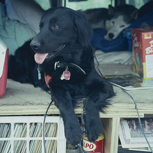 Minnie Brandy 1993 San Rafael Desert.jpg