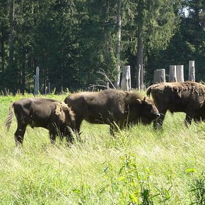 Bison.jpg