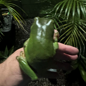 1732602902850.png