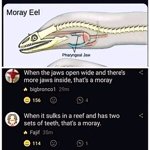 moray.jpg