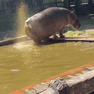 hippo-splashes-faeces.gif
