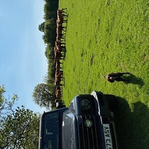 Car & Cattle.jpg