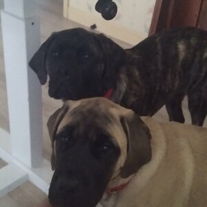 Pepper&Colman.jpg