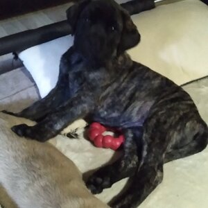 Pepper&Colman 8 wks.jpg