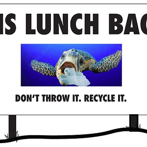 TURTLE-1.jpg
