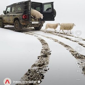 sheep 1.jpg
