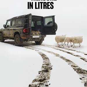 sheep.jpg