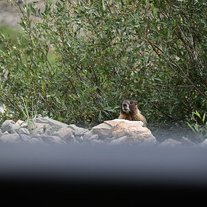 DSC_2445.jpg