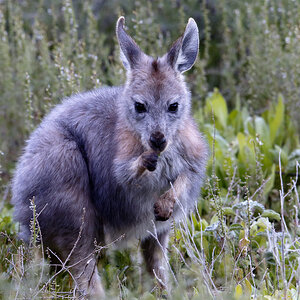 Macropus robustus robustus - 0204.jpg