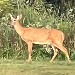 IMG_0946.jpeg