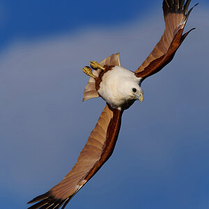 Haliastur indus-SAI-MotionWM.jpg
