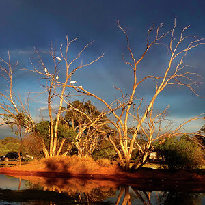 Bowra-0171_Proc24x8Sharp.jpg