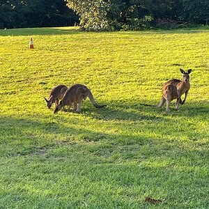 roos.jpg