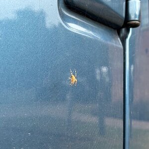 Genadier spider - 1.jpeg
