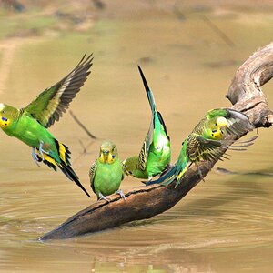Melopsittacus undulatus - 0183_Radiant.jpg