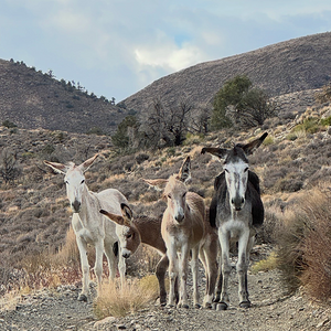 Death-Valley-Family-09-2025.png