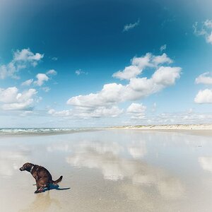 Babar Shit Pointe de la Torche.JPG