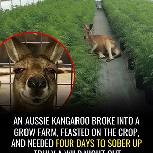 Stoned roo.jpg
