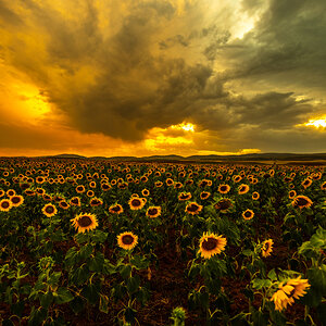 Girasoles-1-13.jpg
