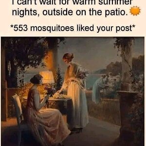 mozzies.jpg
