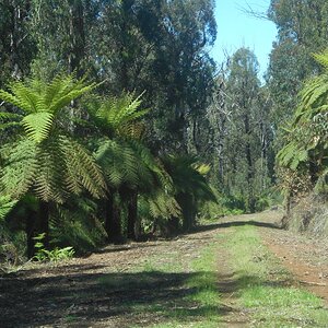 treeferns greens.JPG