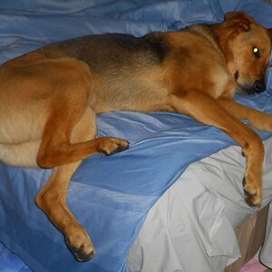 jack king size (2).JPG